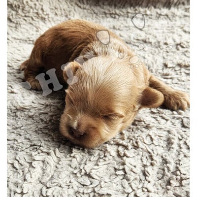 Chiot cockapoo à vendre mâle caramel-roux