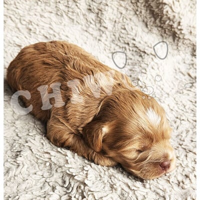 Chiot cockapoo à vendre mâle roux tache blanche sur la tête