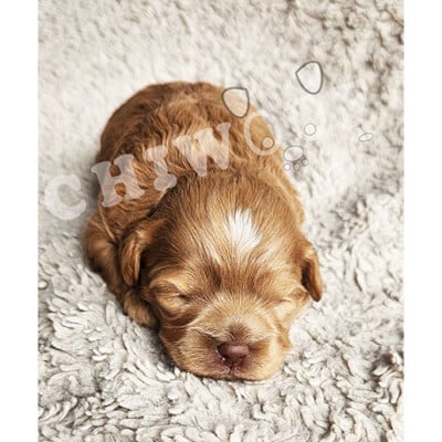 Chiot cockapoo à vendre mâle roux tache blanche sur la tête