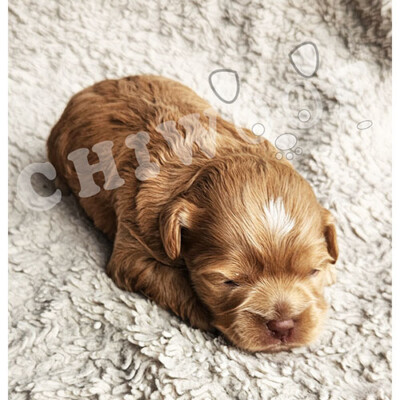 Chiot cockapoo à vendre mâle roux tache blanche sur la tête