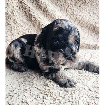 Chiot cockapoo à vendre merle