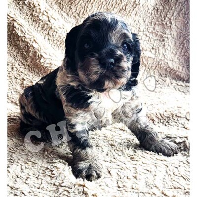 Chiot cockapoo à vendre merle
