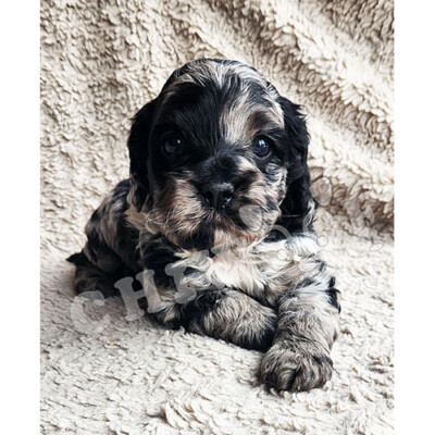 Chiot cockapoo à vendre merle
