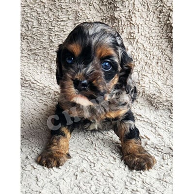 Chiot cockapoo à vendre tricolor