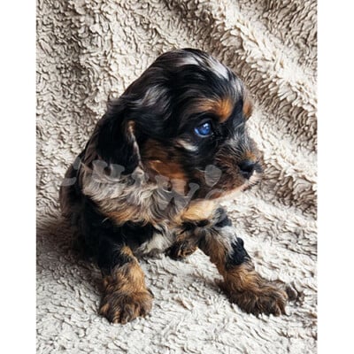 Chiot cockapoo à vendre tricolor