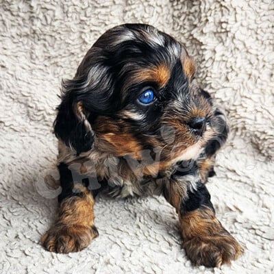 Chiot cockapoo à vendre tricolor