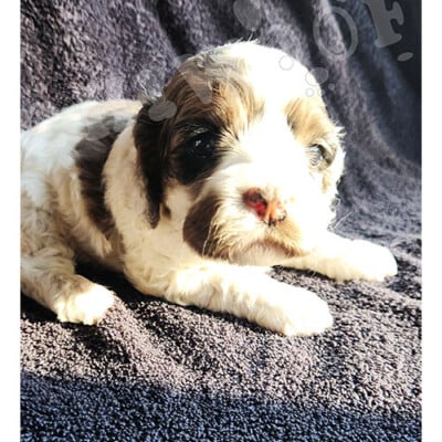Cockapoo blanc et brun à vendre