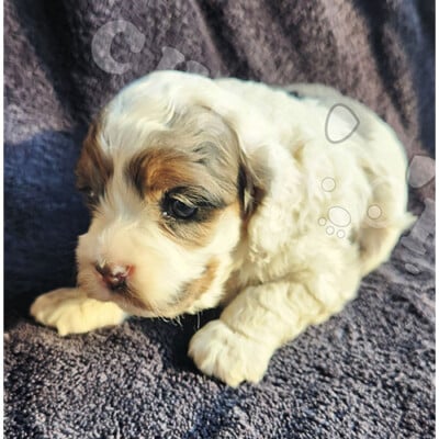 Cockapoo blanc et brun à vendre