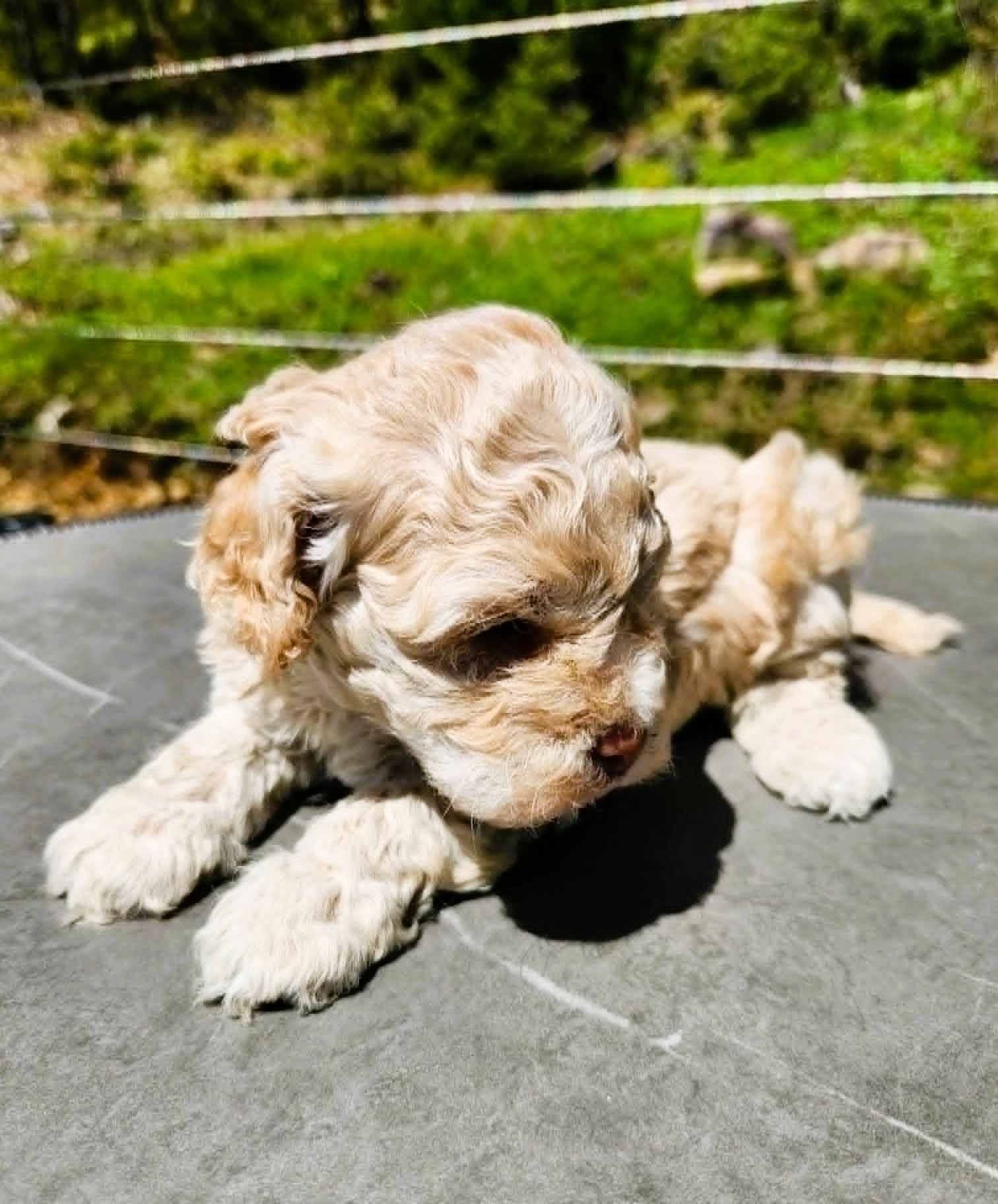 Chiot cockapoo blond mâle