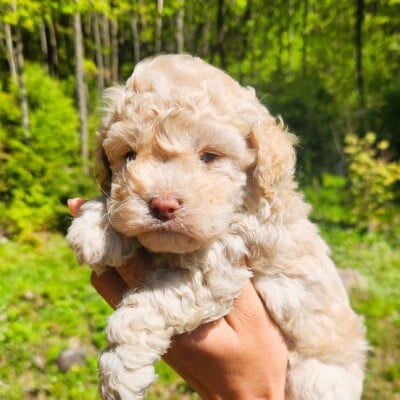 Chiot cockapoo blond mâle