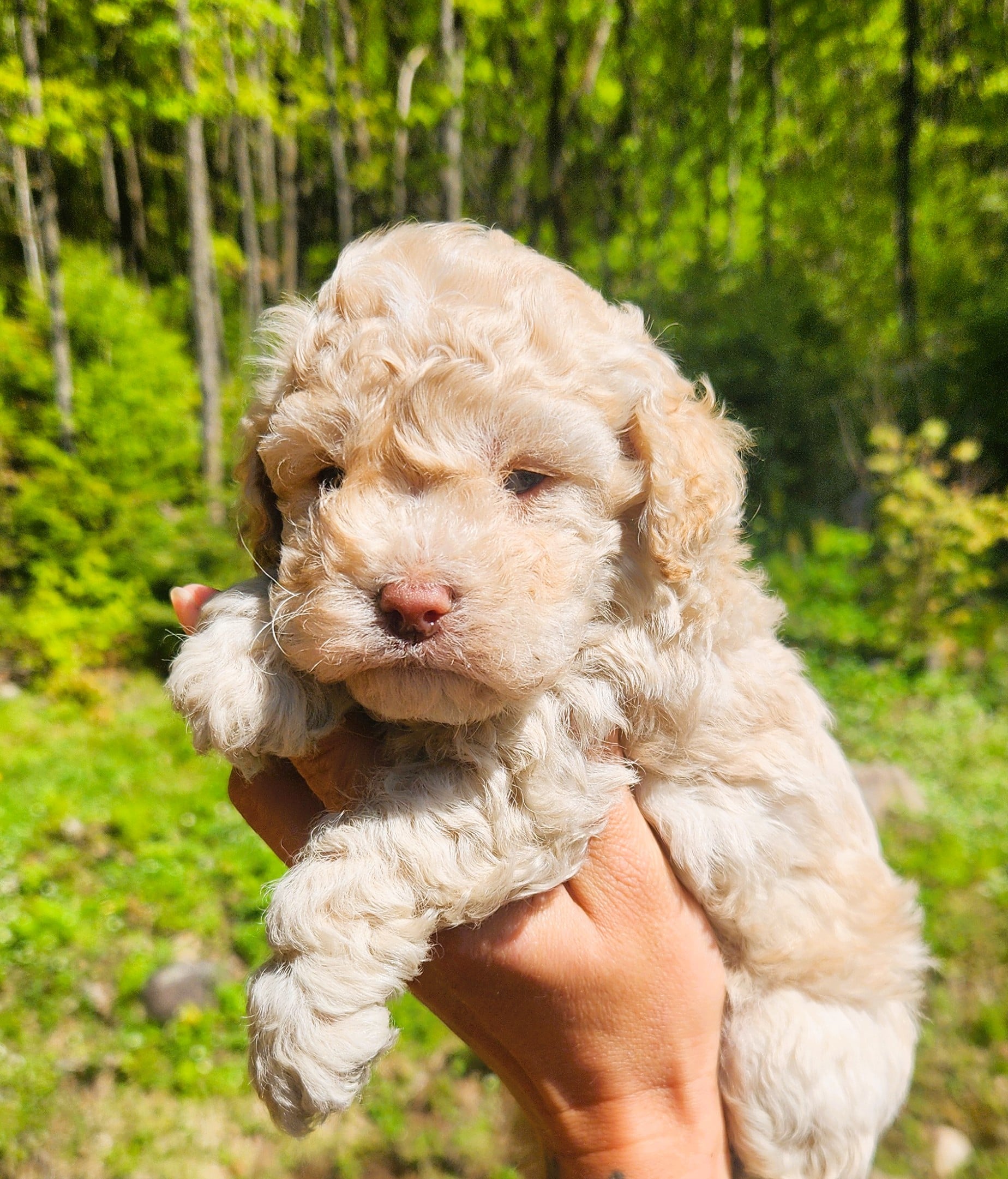 Chiot cockapoo blond mâle