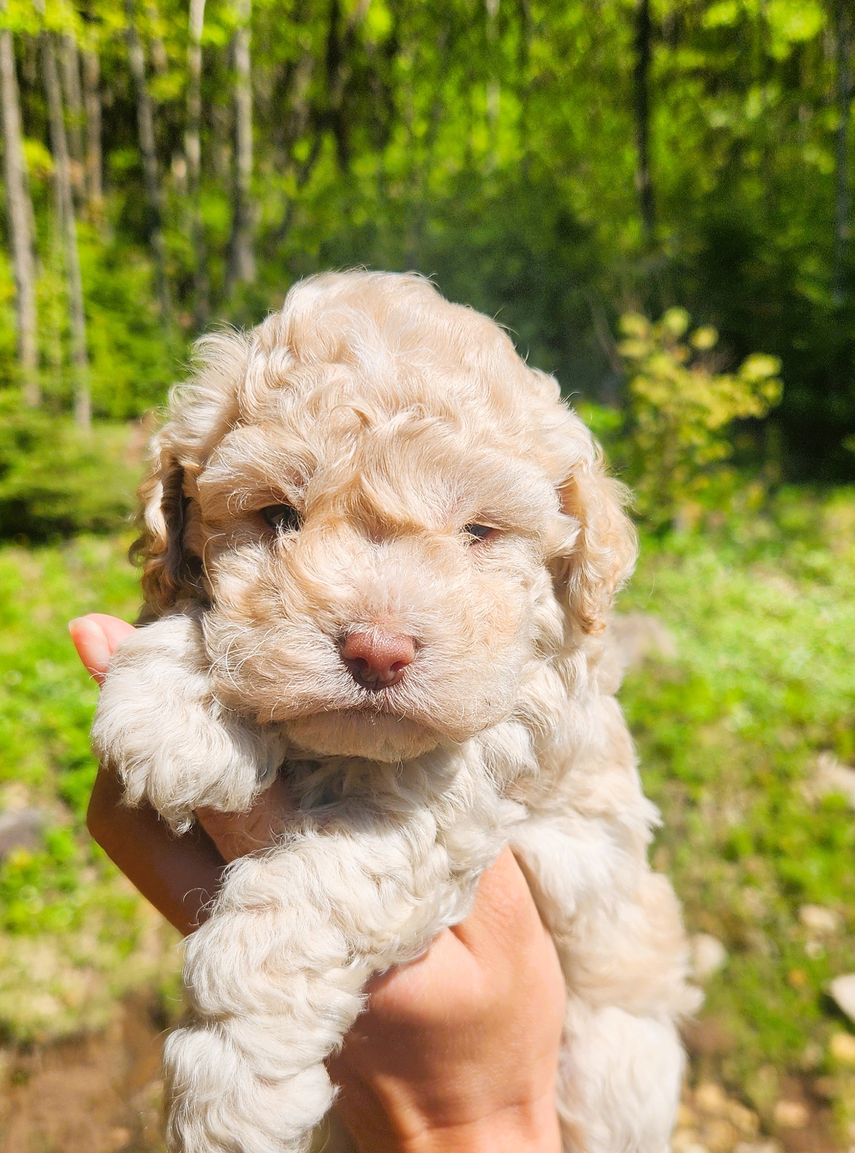 Chiot cockapoo blond mâle