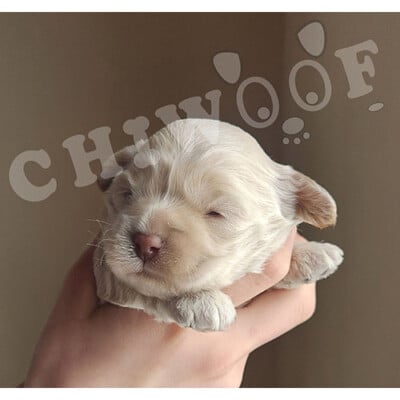 Chiot cockapoo femelle