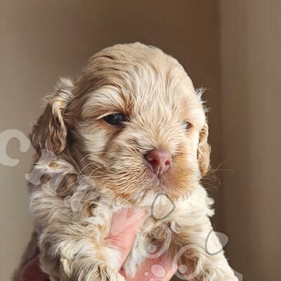 Chiot cockapoo femelle beige à vendre