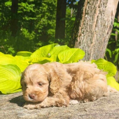 Chiot cockapoo femelle caramel