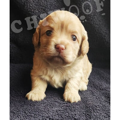 Chiot cockapoo miniature femelle