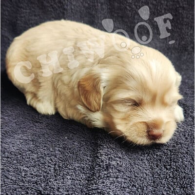 Chiot cockapoo miniature femelle caramel-beige