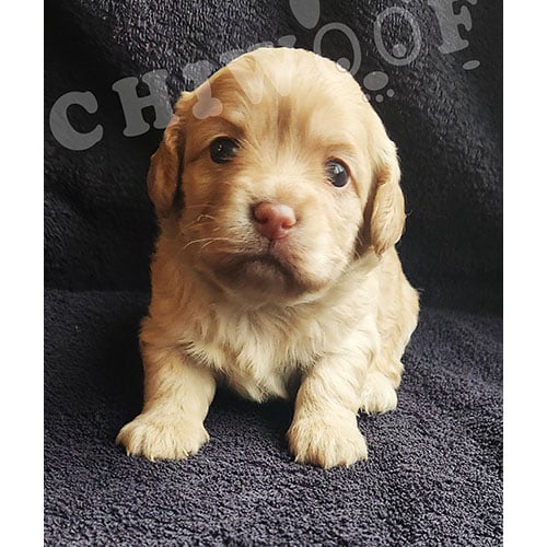 Chiot cockapoo miniature femelle caramel Chiot cockapoo miniature femelle