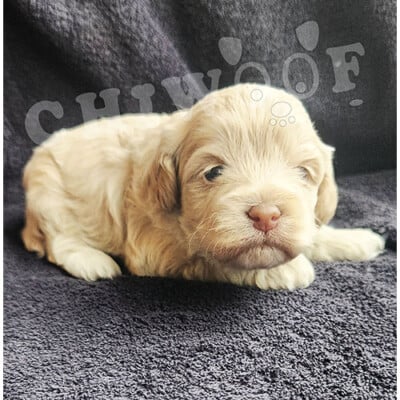 Chiot cockapoo miniature mâle beige
