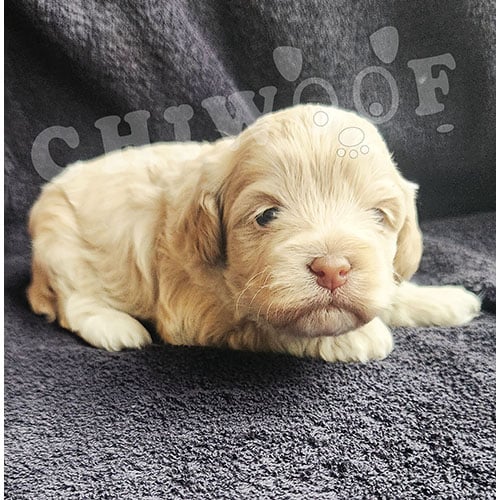 Chiot cockapoo miniature mâle beige Chiot cockapoo miniature mâle beige