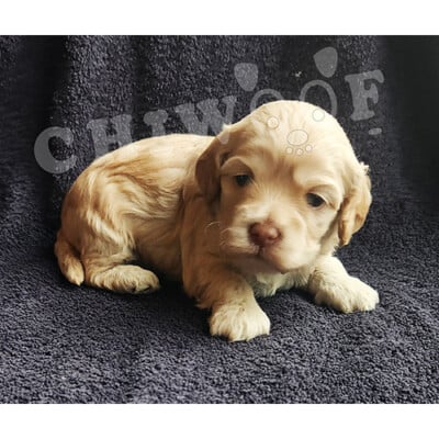 Chiot cockapoo miniature mâle caramel