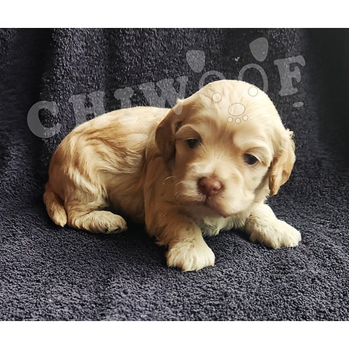 Chiot cockapoo miniature mâle caramel Chiot cockapoo miniature mâle caramel