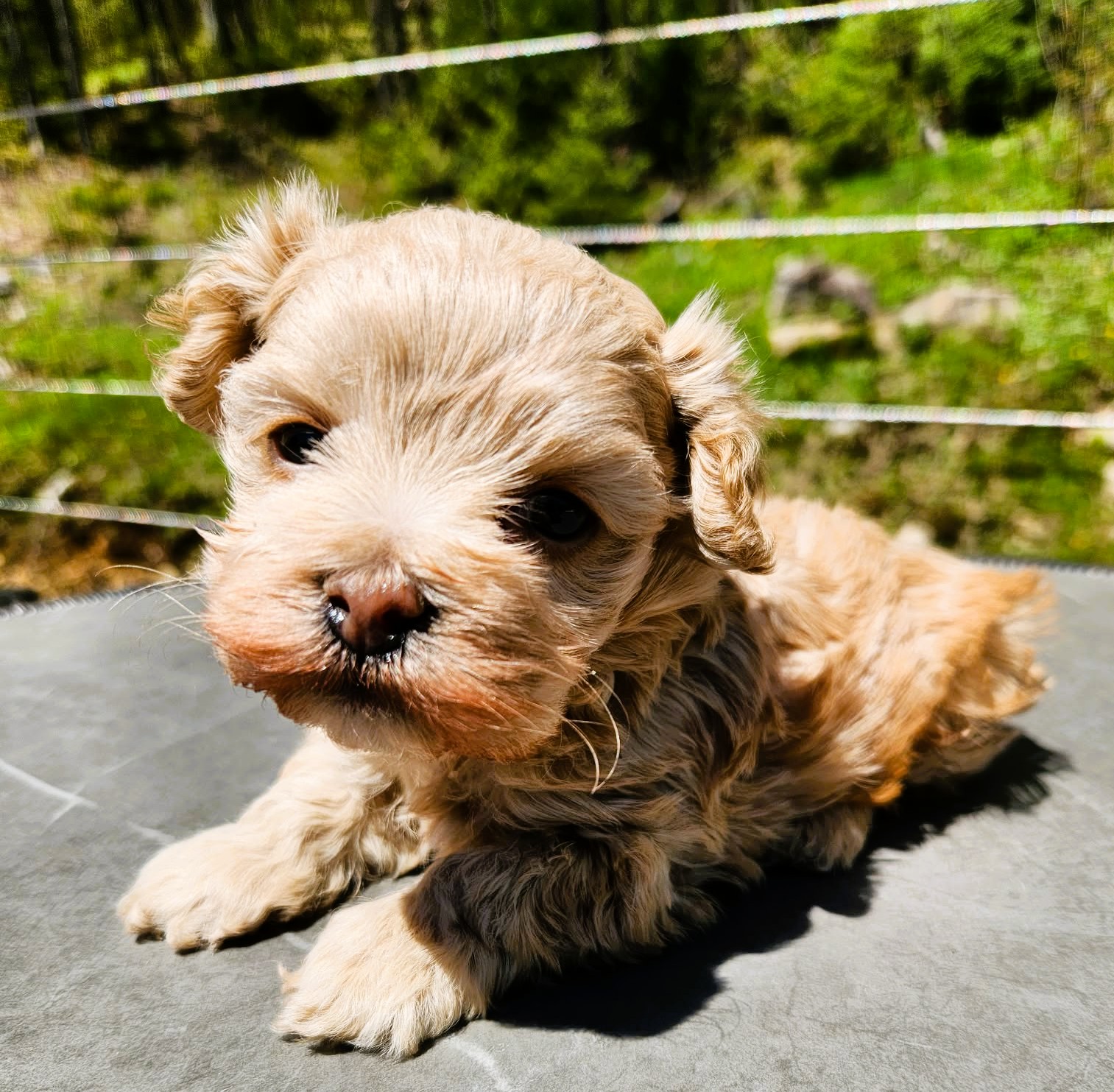 Chiot cockapoo toy male