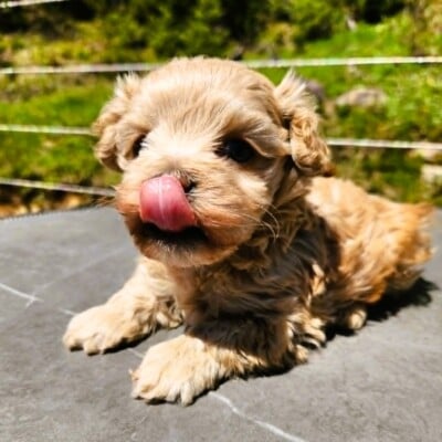 Chiot cockapoo toy male