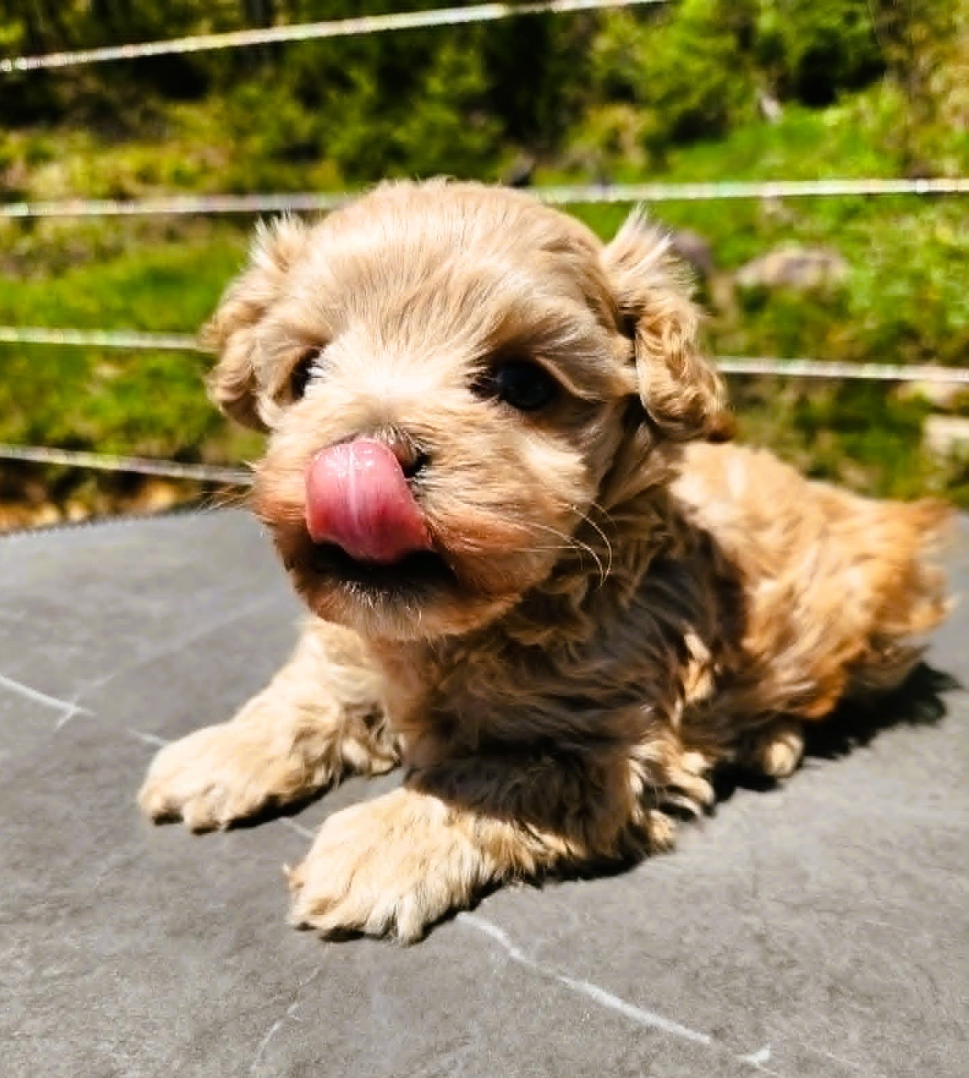Chiot cockapoo toy male