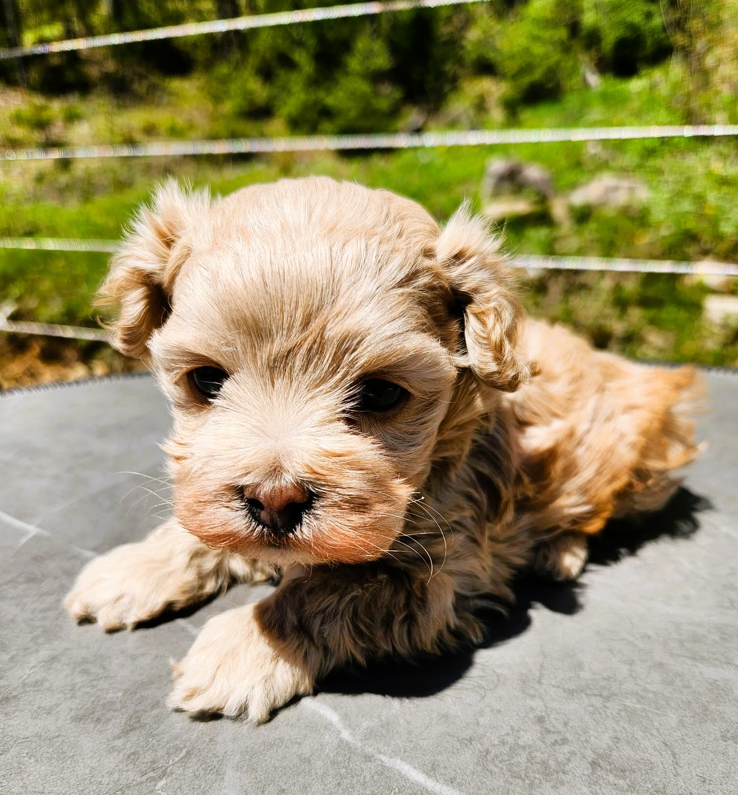 Chiot cockapoo toy male