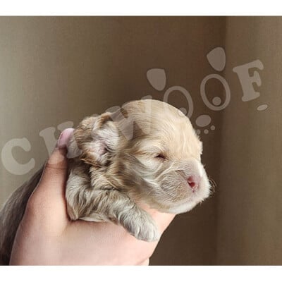 Chiot cokcapoo femelle beige