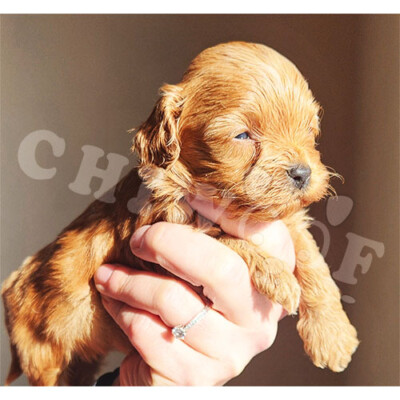 Chiot male roux cockapoo