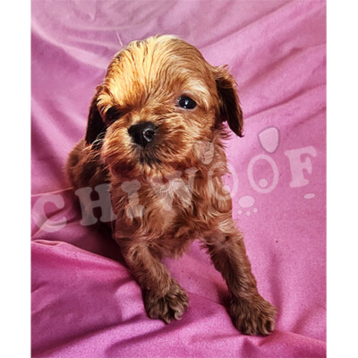 Chiot male roux cockapoo