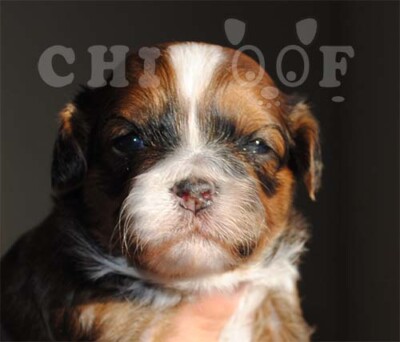 CHIOT SHIH POO À VENDRE