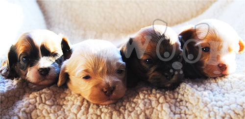 CHIOT SHIH POO À VENDRE