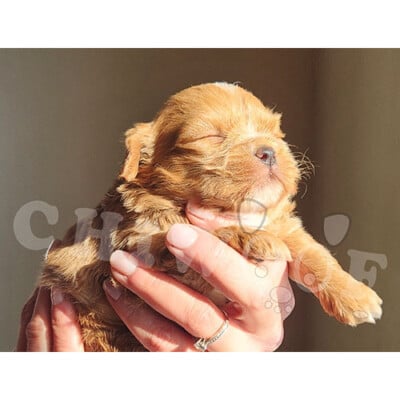 Chiot shih poo caramel femelle