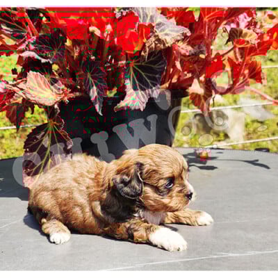 Chiot shih poo male tricolor