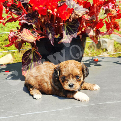 Chiot shih poo male tricolor