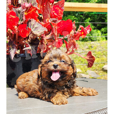 Chiot shih poo roux et noir male