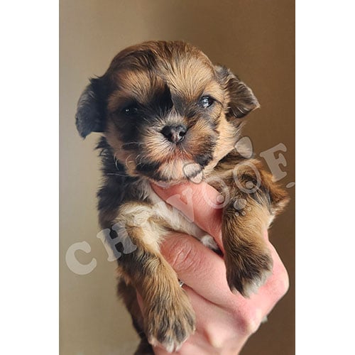 Chiot shih poo tri-color femelle