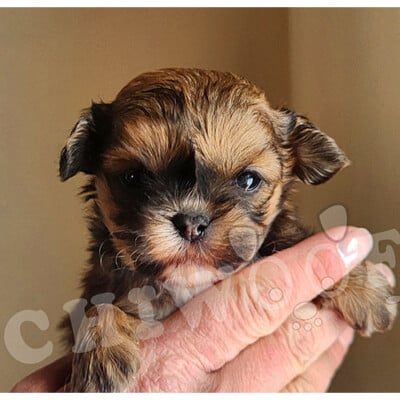 Chiot shih poo tri-color femelle