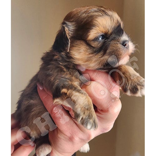Chiot shih poo tri-color femelle