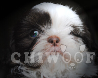 Chiot Shih Tzu