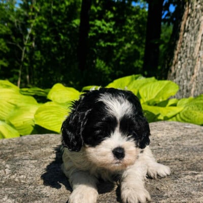 chiot_cockapoo_blanc_noir_femelle