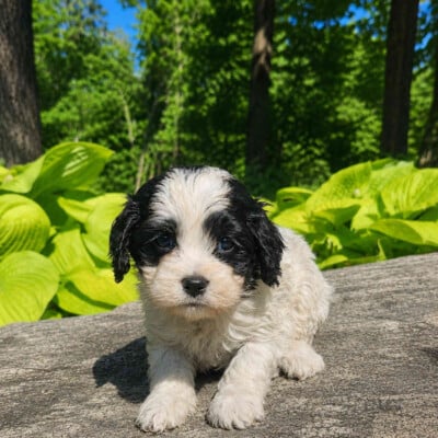 Chito cockapoo femelle