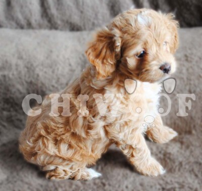 cockapoo a vendre