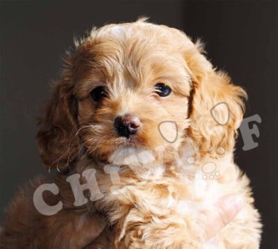 cockapoo a vendre