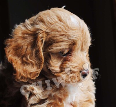 Chiot cockapoo a vendre