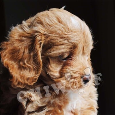 Chiot cockapoo a vendre