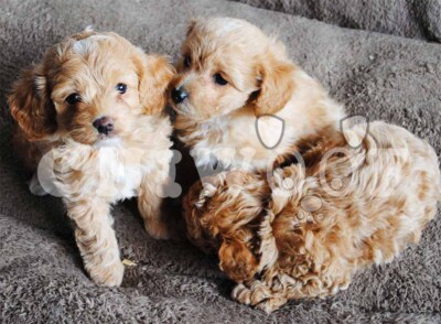 cockapoo a vendre